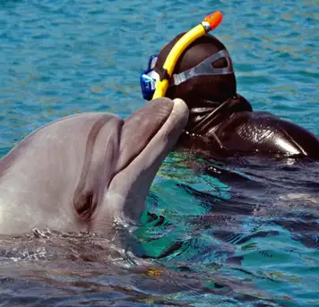 Snorkeling with Dolphins