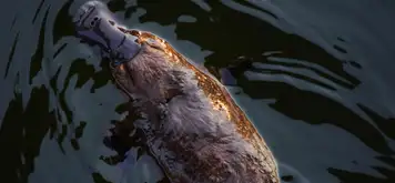 Image related to Platypuses