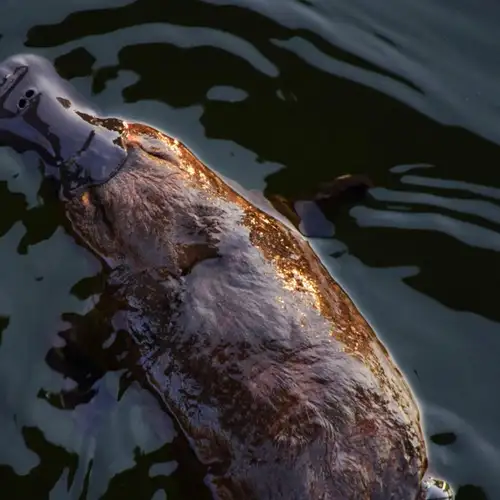 Image related to Platypuses