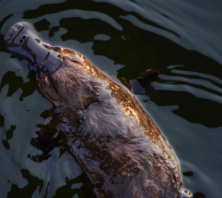 Platypuses