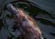 Platypuses