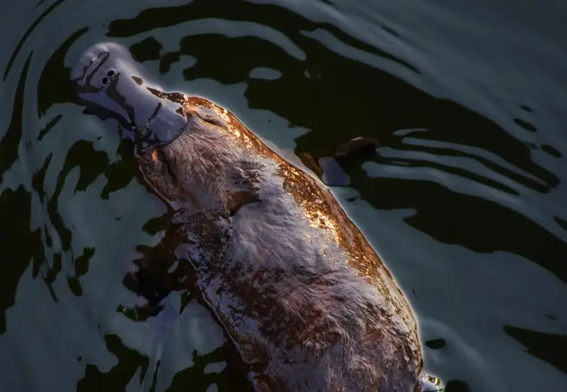 Platypuses