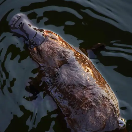 Image related to Platypuses