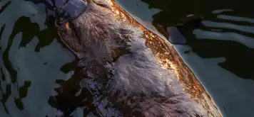 Image related to Platypuses