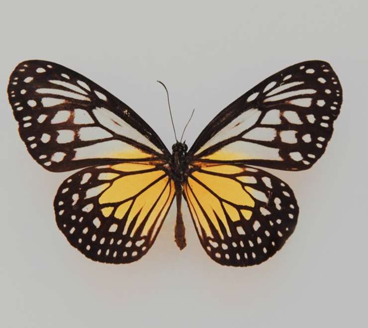 Butterfly Park