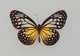 Butterfly Park