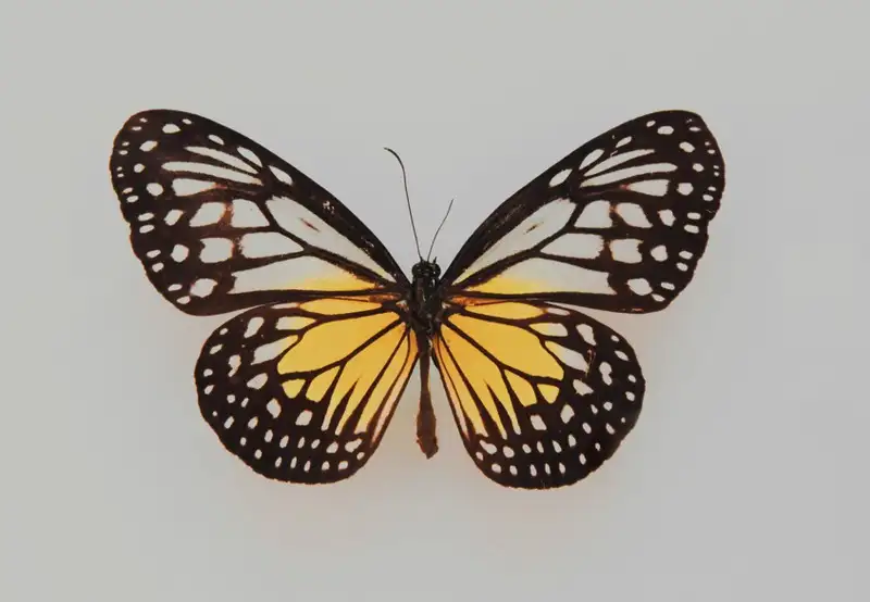 Butterfly Park