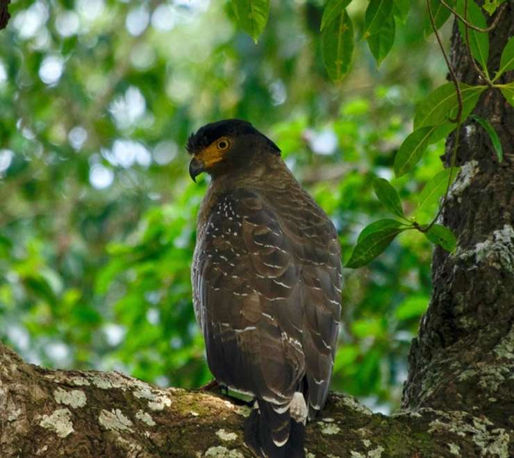 Crested Serpent Eagle