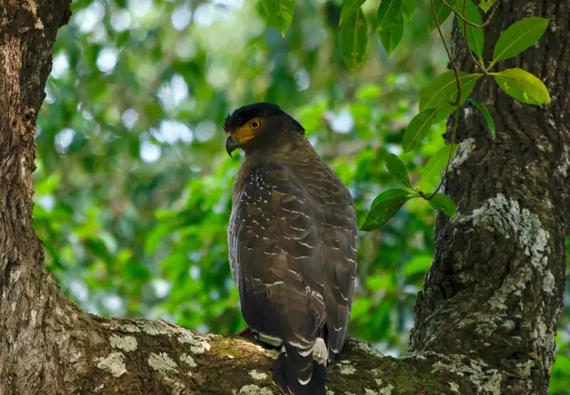 Crested Serpent Eagle