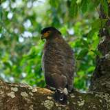 Image related to Crested Serpent Eagle