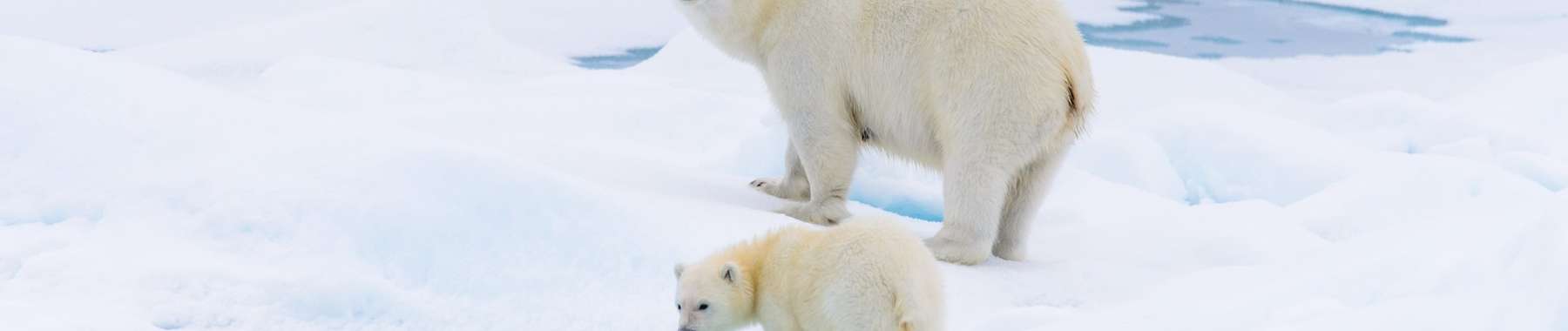 Arctic cruises