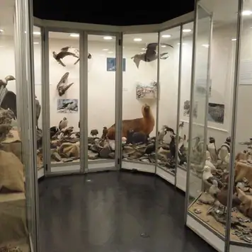 Image related to A seabird exhibit in a museum, with taxidermy birds behind glass cabinets