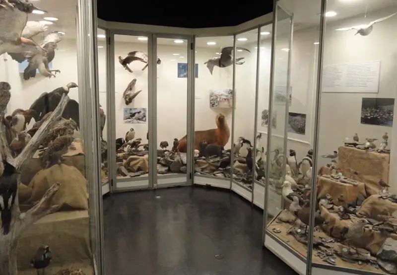 A seabird exhibit in a museum, with taxidermy birds behind glass cabinets