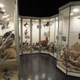 A seabird exhibit in a museum, with taxidermy birds behind glass cabinets