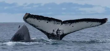 Image related to Whales
