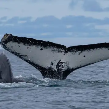 Image related to Whales