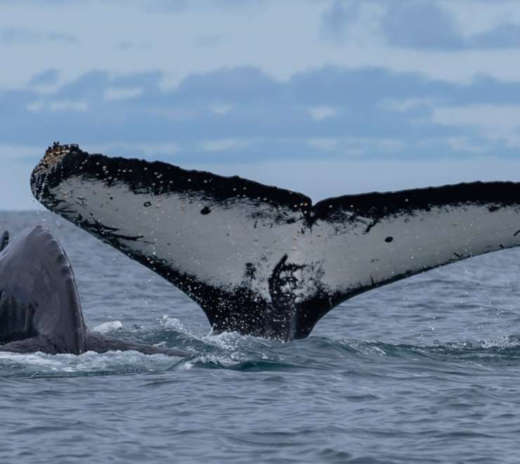 Whales