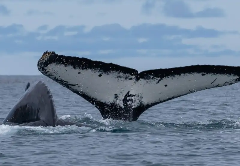 Whales