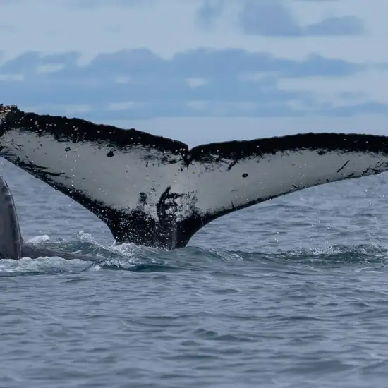 Image related to Humpback Whale