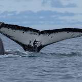 Humpback Whale