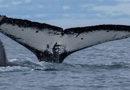 IgluCruise.Application.ViewModels.Shared.WebImageViewModel?.Description