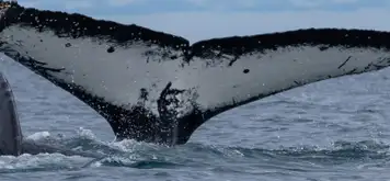 Image related to Whales