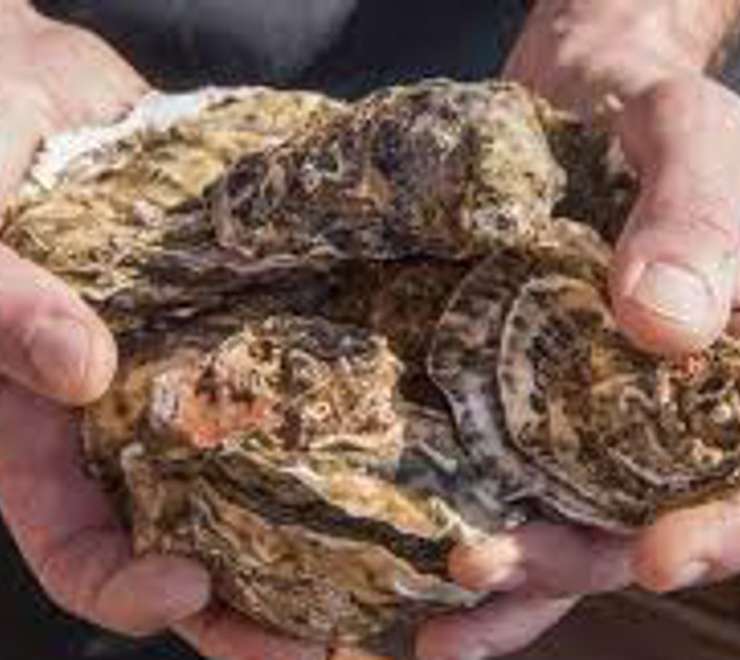 Oysters & Mussels