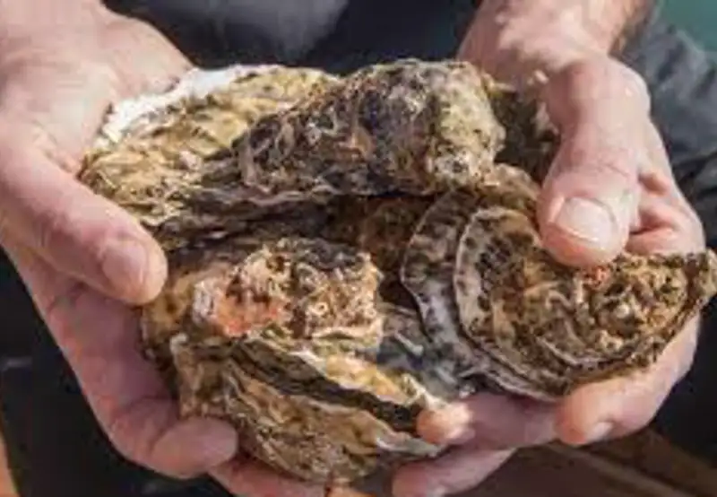 Oysters & Mussels