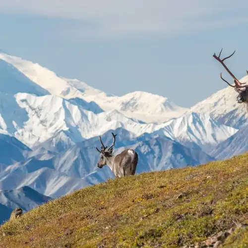 Image related to Tundra Wilderness Tour