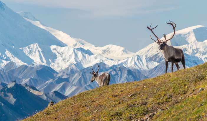 Tundra Wilderness Tour