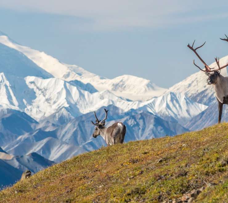 Tundra Wilderness Tour