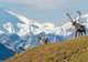Tundra Wilderness Tour