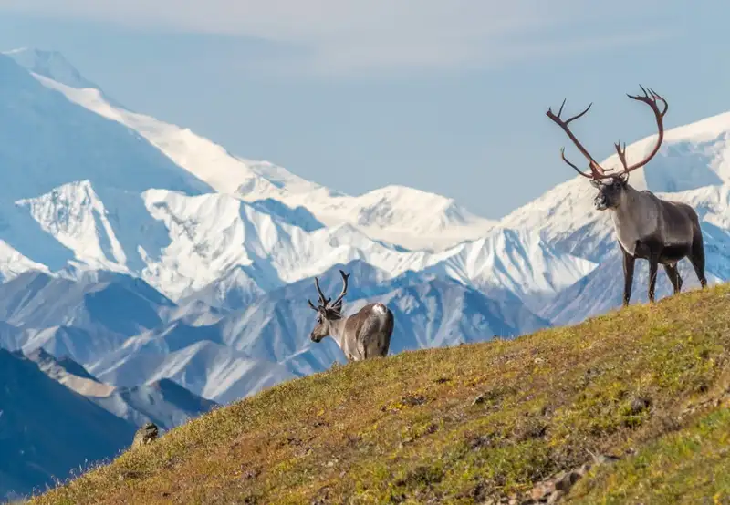 Tundra Wilderness Tour
