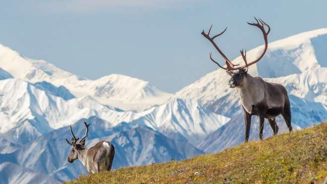 Tundra Wilderness Tour
