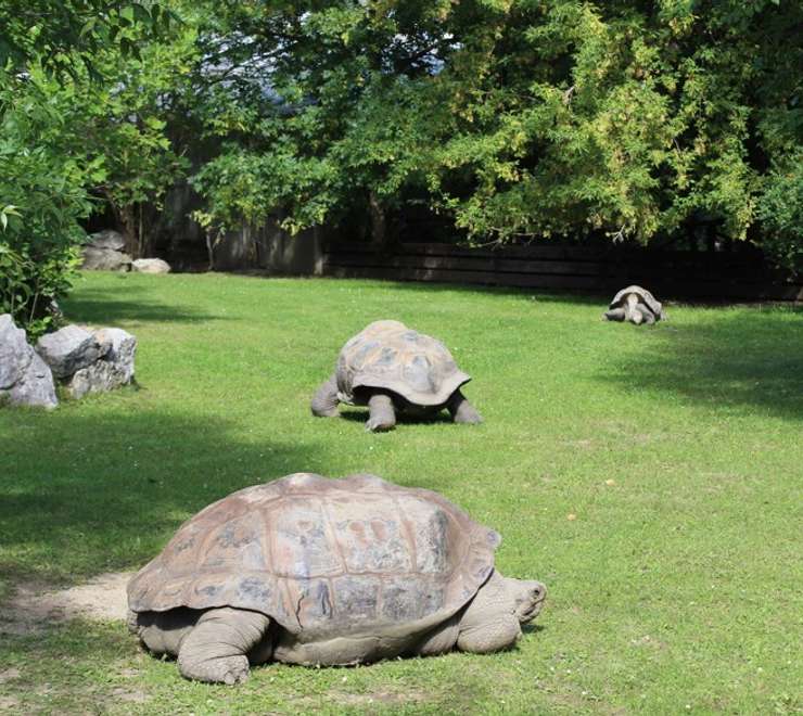 Charles Darwin Research Station