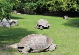 IgluCruise.Application.ViewModels.Shared.WebImageViewModel?.Description