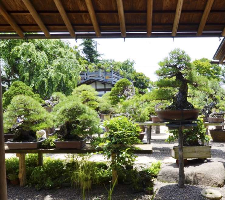 Tokyo - Shinkaen Bonsai Museum