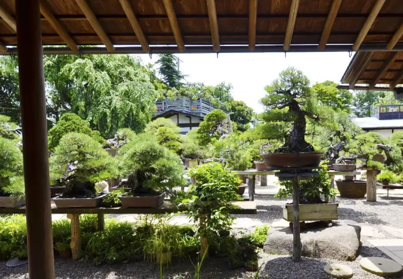 Tokyo - Shinkaen Bonsai Museum