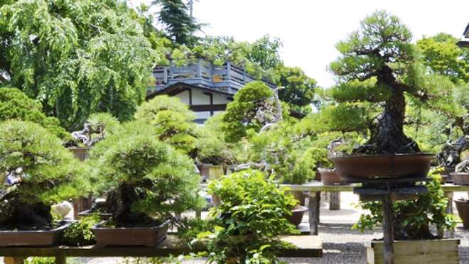 Shunkaen Bonsai Museum, Tokyo