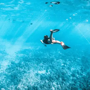 Image related to Snorkeling 