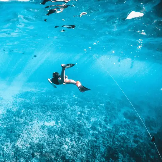 Image related to Snorkeling 