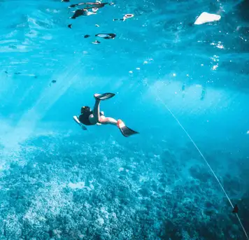 Image related to Image related to Snorkeling 