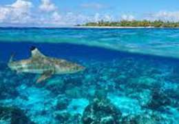 IgluCruise.Application.ViewModels.Shared.WebImageViewModel?.Description