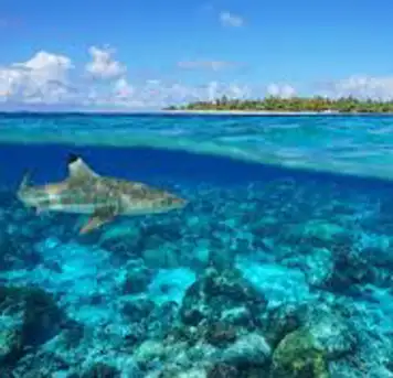 Image related to The Tiputa Pass Drift