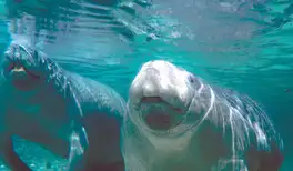 Image related to Manatee Sanctuary Park 