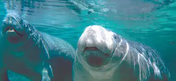 Image related to Manatee Sanctuary Park 