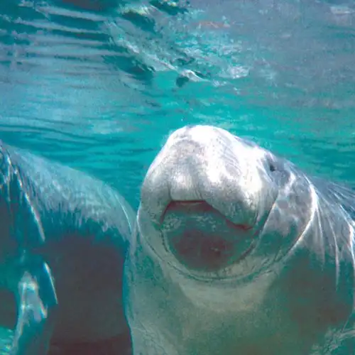 Image related to Manatee Sanctuary Park