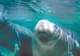 Manatee Sanctuary Park 