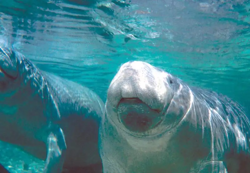 Manatee Sanctuary Park
