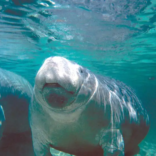 Image related to Manatee Sanctuary Park